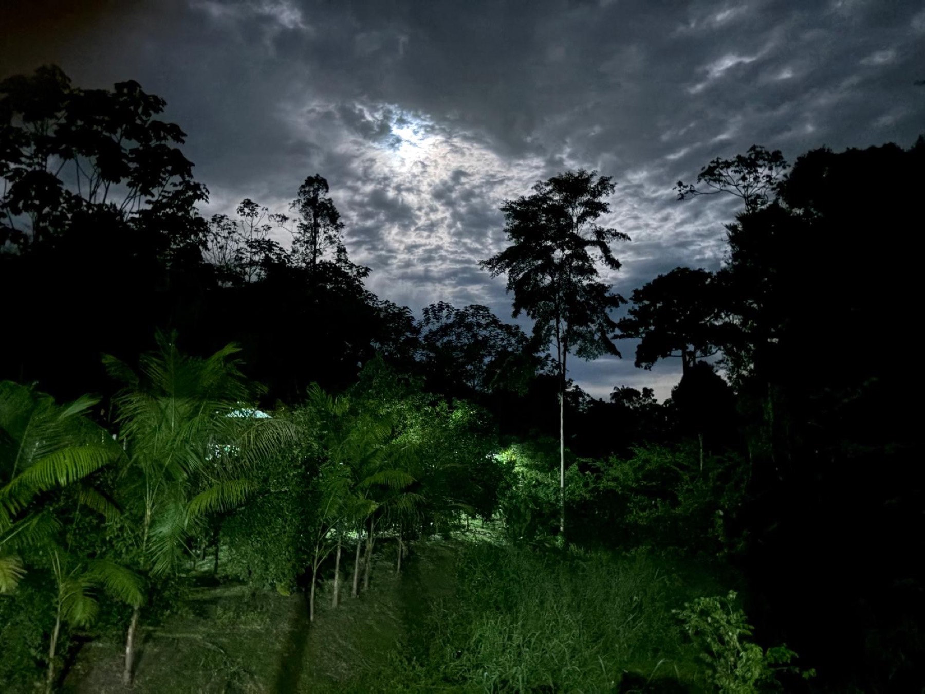Paysage de la forêt amazonienne